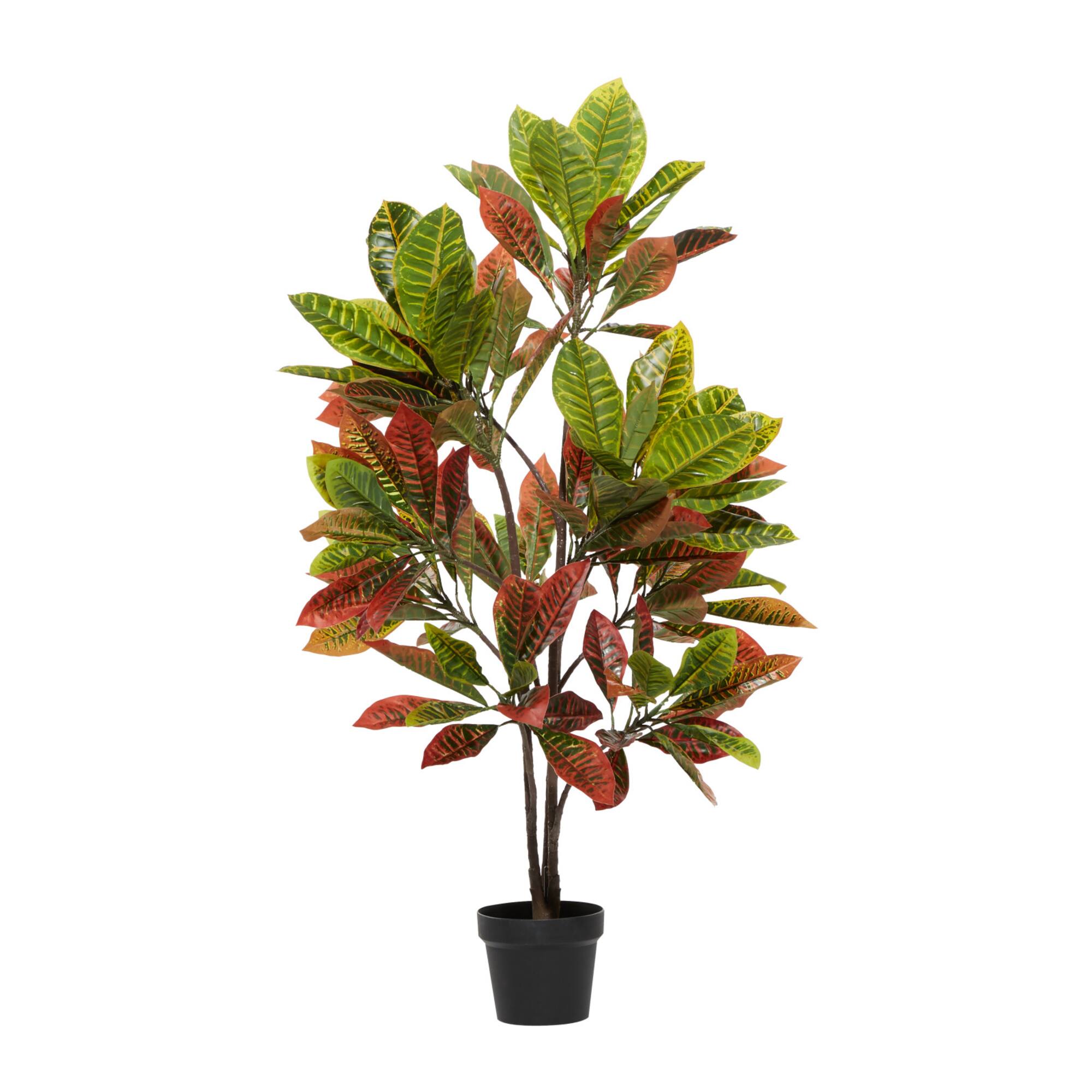 46" Potted Croton Shrub Tree